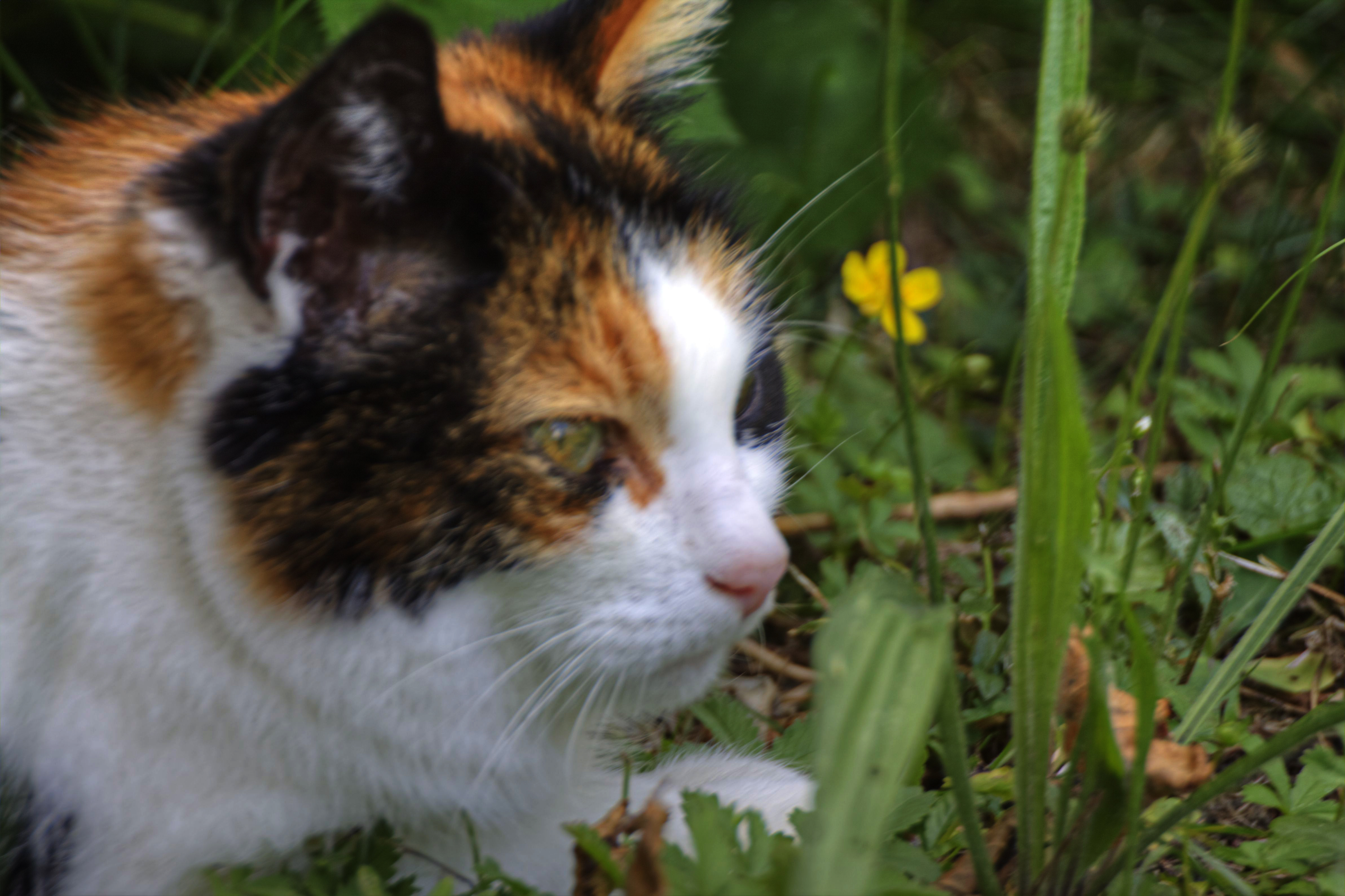 Katze im Garten